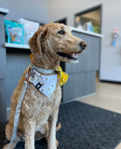 Brighton Veterinary Clinic image