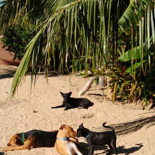 Foto de Cuidador de mascotas en Cabo San Lucas, Baja California Sur