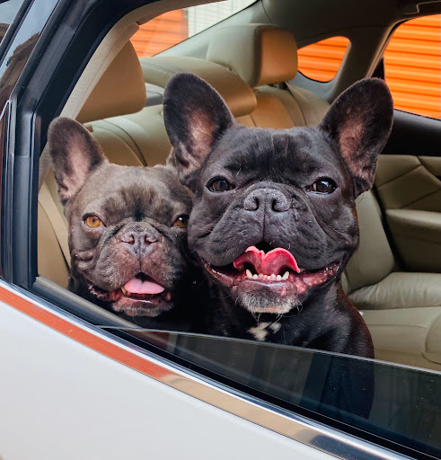 Pet Supply Store «PetSmart», reviews and photos, 401 S Mt Juliet Rd #645, Mt Juliet, TN 37122, USA