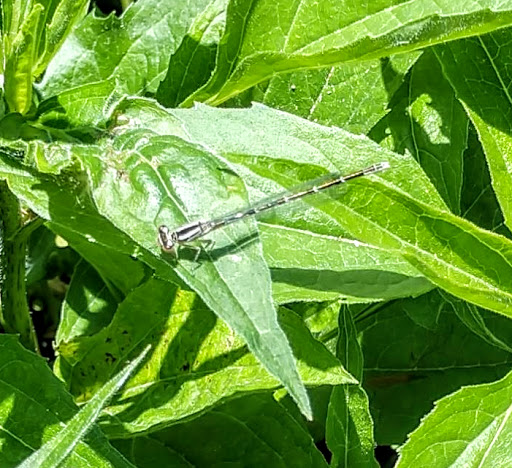 Park «Pearl Park», reviews and photos, 414 E Diamond Lake Rd, Minneapolis, MN 55419, USA