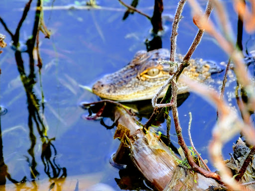 Tourist Attraction «Spirit of the Swamp Airboat Rides», reviews and photos, 2830 Neptune Rd, Kissimmee, FL 34744, USA