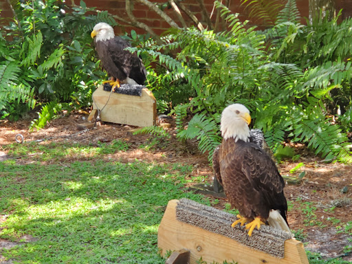 Zoo «Audubon Center for Birds of Prey», reviews and photos, 1101 Audubon Way, Maitland, FL 32751, USA