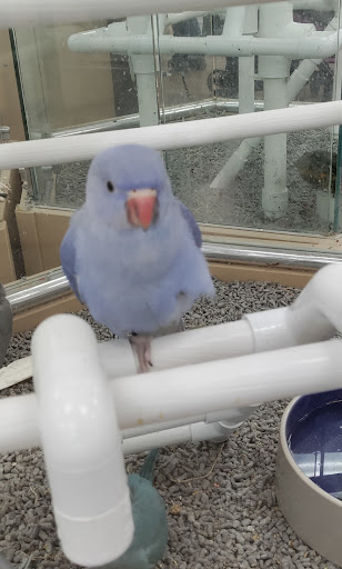 Pet Store «Petland Las Vegas», reviews and photos, 8800 W Charleston Blvd #3, Las Vegas, NV 89145, USA