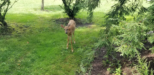 Golf Course «Big Met Golf Course», reviews and photos, 4811 Valley Pkwy, Fairview Park, OH 44126, USA