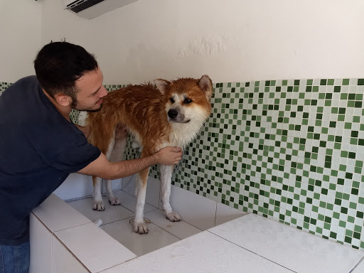 Deville Dog em São Paulo - SP