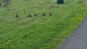 Stanley Quarter Park - photo 40