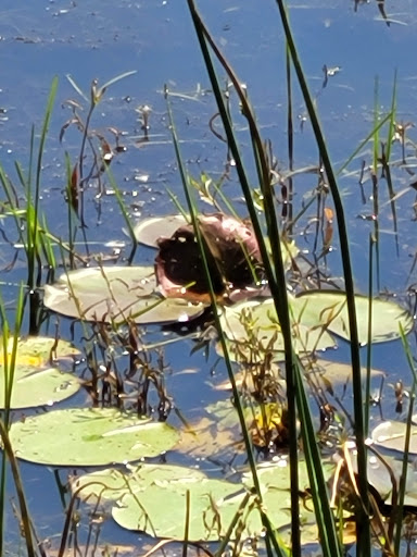 Nature Preserve «Reinstein Woods Nature Preserve», reviews and photos, 93 Honorine Dr, Depew, NY 14043, USA