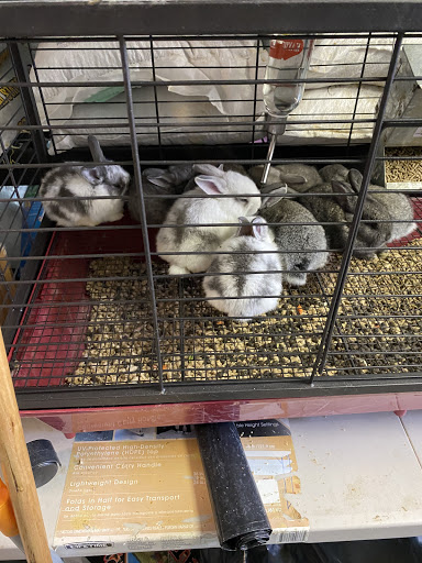 Pet Store «La Jungla Pet Shop», reviews and photos, 1865 W Flagler St, Miami, FL 33135, USA