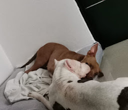 Summer Pets Veterinaria Cancun photo