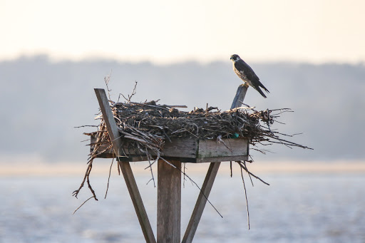 Nature Preserve «Edwin B. Forsythe National Wildlife Refuge- deCamp Wildlife Trail», reviews and photos, 365 Mantoloking Rd, Brick, NJ 08723, USA