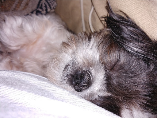 Pet Supply Store «Pet Supplies Plus», reviews and photos, 1411 S Stockton St, Lodi, CA 95240, USA