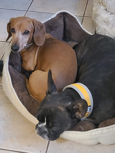 Pet Store «Rainbow Pet Supplies», reviews and photos, 3940 58th St, Woodside, NY 11377, USA