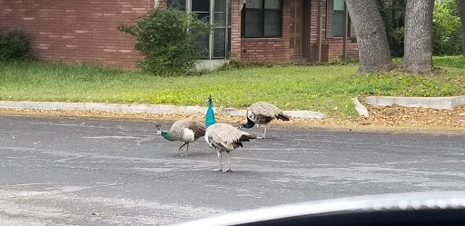 Country Club «Oak Hills Country Club», reviews and photos, 5403 Fredericksburg Rd, San Antonio, TX 78229, USA