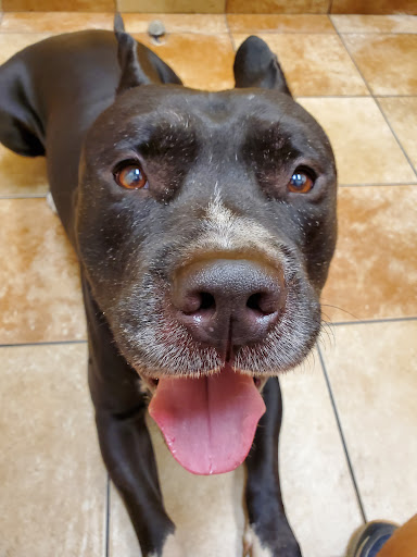 Pet Supply Store «PetSmart», reviews and photos, 3500 SW College Rd, Ocala, FL 34474, USA