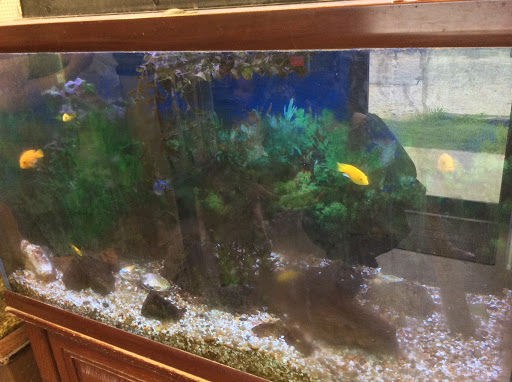 Pet Store «Oasis Tropicals», reviews and photos, 507 Commerce St, Pleasanton, TX 78064, USA