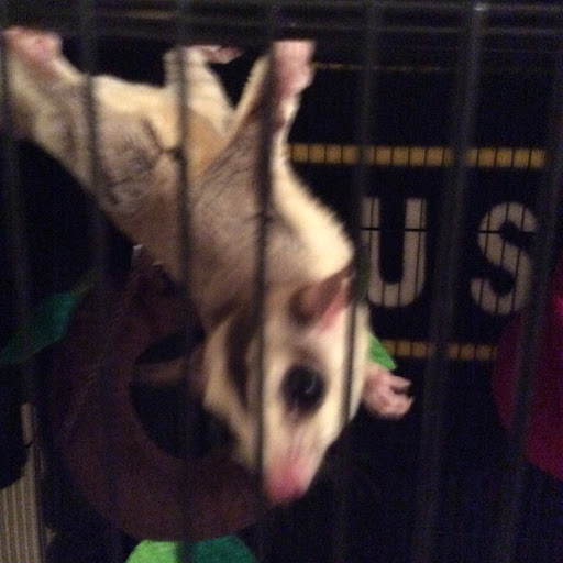 Pet Store «The Pet Glider, Glider World», reviews and photos, 11407