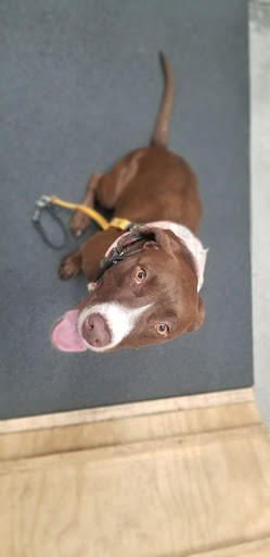 Pet Supply Store «BlueCollar Working Dog», reviews and photos, 1320 Glendale Blvd, Los Angeles, CA 90026, USA