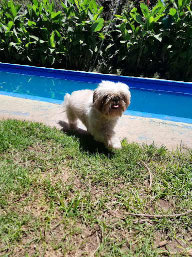 Sweet Home🐾 Guardería y Peluquería Canina