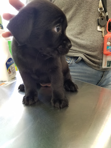 Pet Supply Store «Pet Supplies Plus», reviews and photos, 3240 S Cobb Dr SE #750, Smyrna, GA 30080, USA