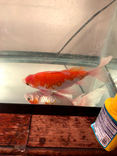 Pet Supply Store «Petco Animal Supplies», reviews and photos, 2350 Central Park Ave, Yonkers, NY 10710, USA