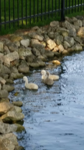 Coffee Shop «Starbucks», reviews and photos, 102 E Irving Park Rd, Itasca, IL 60143, USA