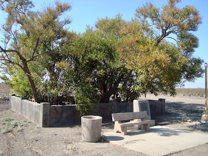 California Historical Landmark #492 / Buttonwillow Tree