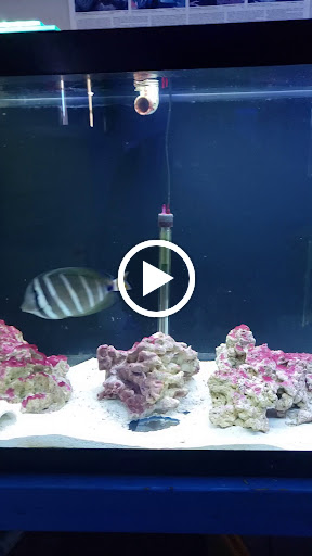 Tropical Fish Store «Fintastic Aquariums», reviews and photos, 3305 NW Main Ave, Jensen Beach, FL 34957, USA