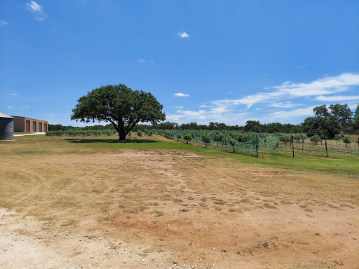 Winery «Fiesta Winery», reviews and photos, 18727 FM 580, Lometa, TX 76853, USA