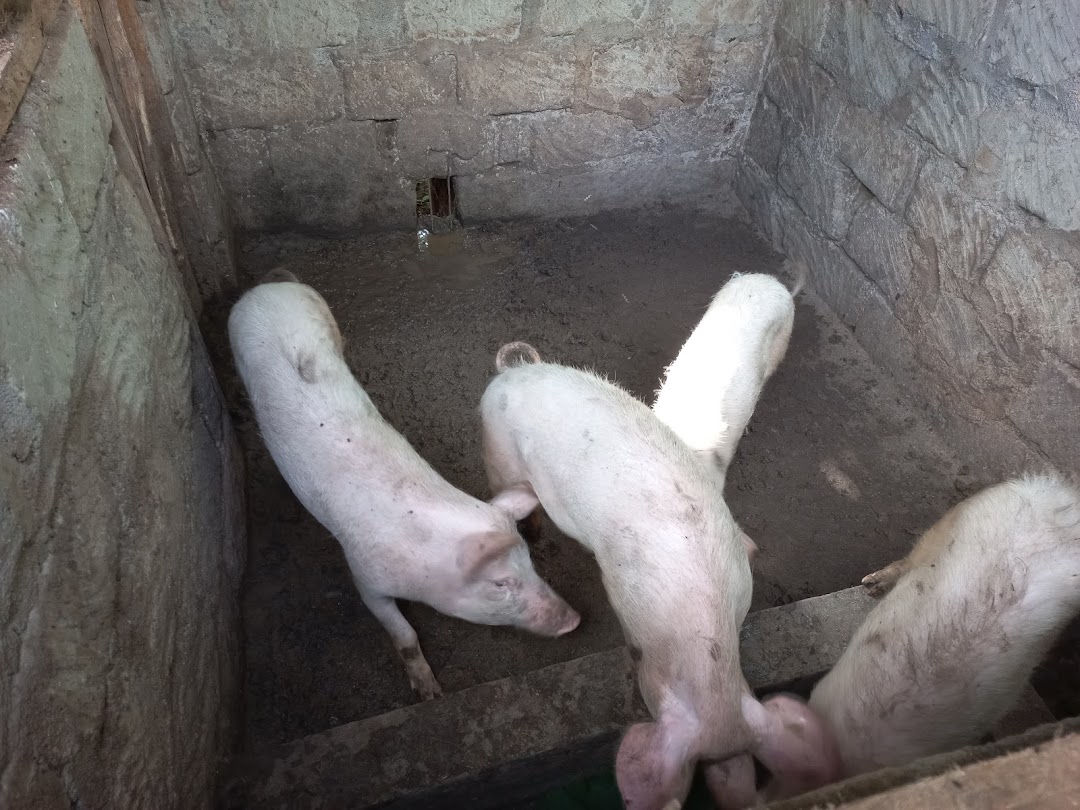 Lekule Pig Farming