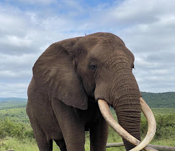 Zulu Safaris photo