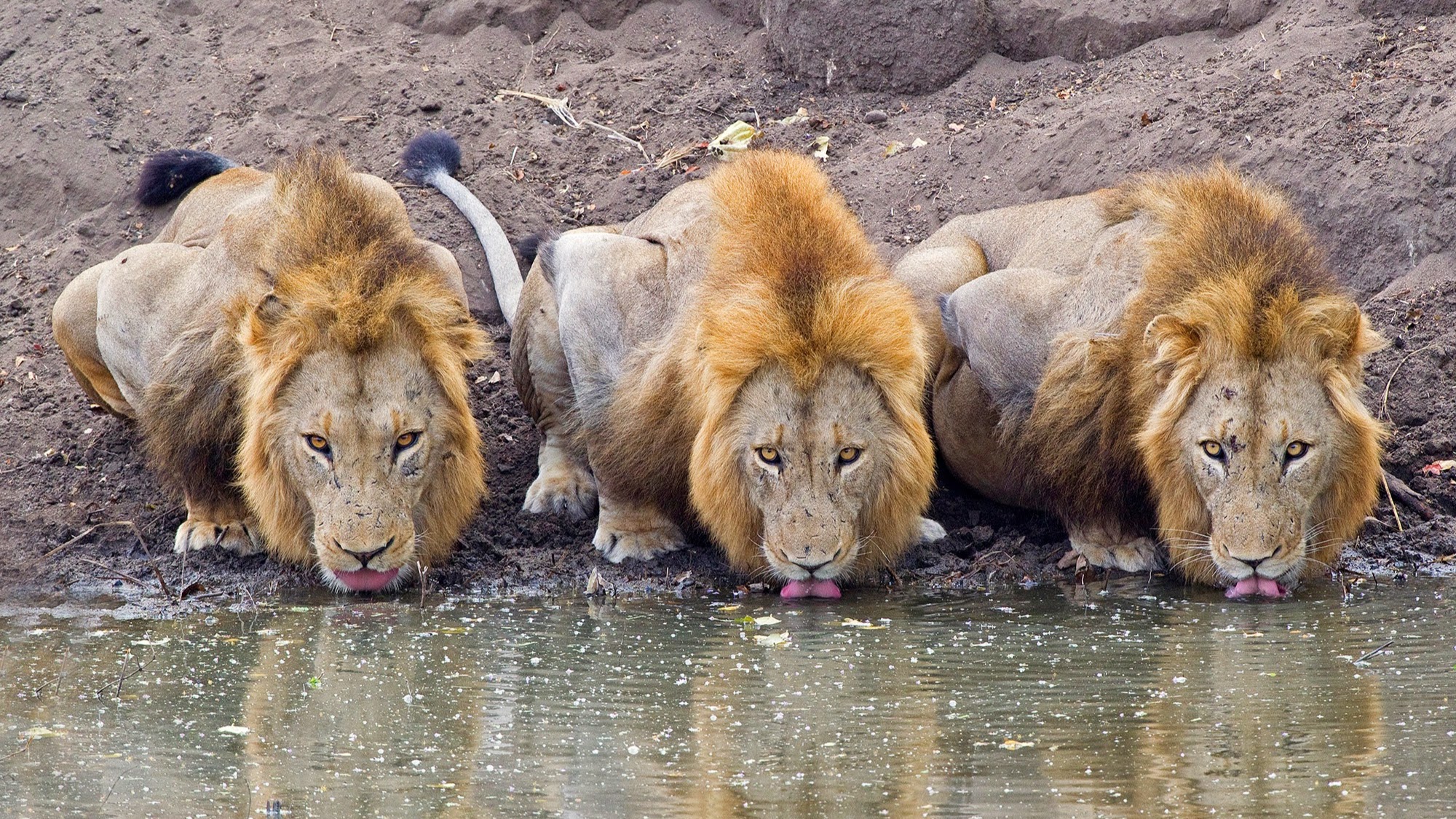 Picture of a place: Kruger Park Safaris