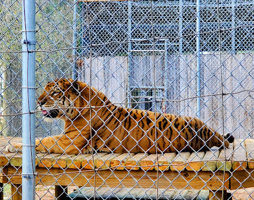 Non-Profit Organization «Big Cat Habitat & Gulf Coast Sanctuary», reviews and photos, 7101 Palmer Blvd, Sarasota, FL 34240, USA