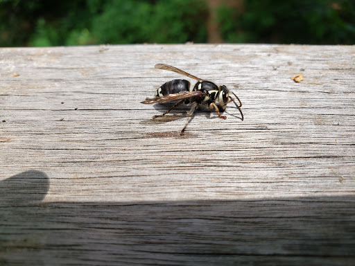 Natural History Museum «Fernbank Museum of Natural History», reviews and photos, 767 Clifton Rd, Atlanta, GA 30307, USA