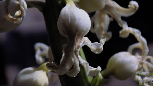 Florist «The Growth Co.», reviews and photos, 167 Hazard Ave, Enfield, CT 06082, USA