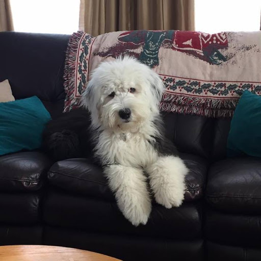 Pet Supply Store «Croton Pet Station», reviews and photos, 420 S Riverside Ave, Croton-On-Hudson, NY 10520, USA