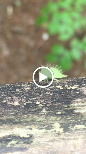 Nature Preserve «Hemlock Bluffs Nature Preserve», reviews and photos, 2616 Kildaire Farm Rd, Cary, NC 27511, USA