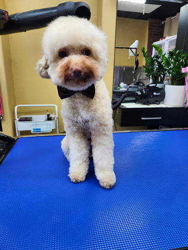 Bark Woof Dog Grooming 애견 미용 LA