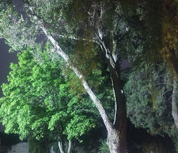 Professor Miguel Salinas Park photo
