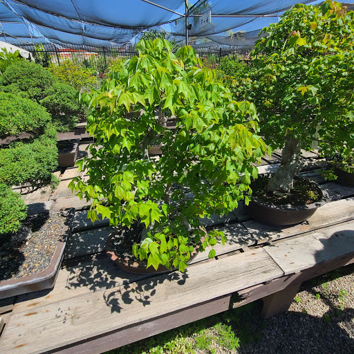 Plant Nursery «San Gabriel Nursery & Florist», reviews and photos, 632 S San Gabriel Blvd, San Gabriel, CA 91776, USA