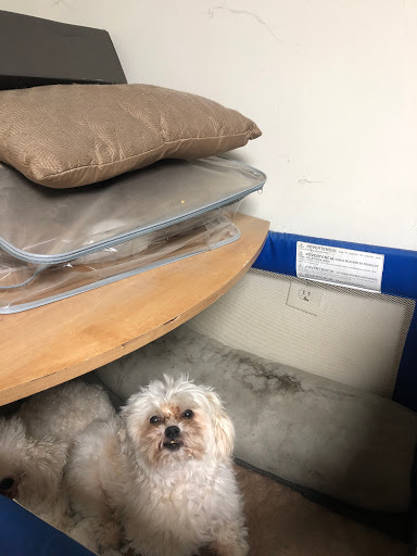 Pet Supply Store «PetSmart», reviews and photos, 3520 S El Camino Real, San Mateo, CA 94403, USA