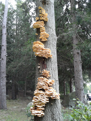 Museum «Fuller Craft Museum», reviews and photos, 455 Oak St, Brockton, MA 02301, USA