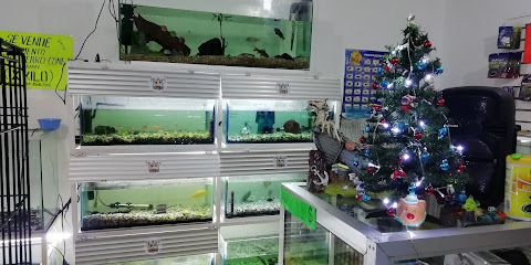 Pet Store Yommi