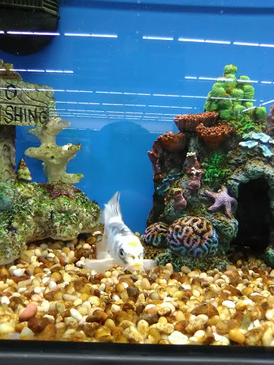 Pet Supply Store «Pet Supplies Plus», reviews and photos, 5418 N Blackstone Ave, Fresno, CA 93710, USA