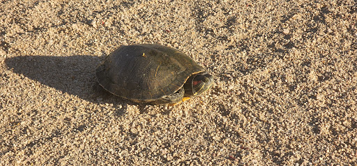 Golf Course «TPC Scottsdale», reviews and photos, 17020 N Hayden Rd, Scottsdale, AZ 85255, USA