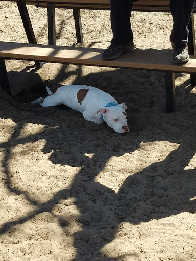 Dog Park «Bunker Hills Dog Park», reviews and photos, 1620 133rd Ave NW, Coon Rapids, MN 55448, USA