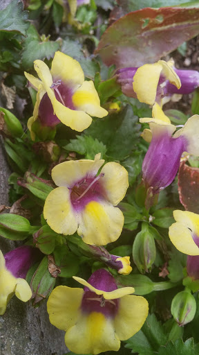 Park «Westlake Park», reviews and photos, 401 Pine St, Seattle, WA 98101, USA