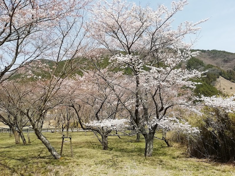 宝くじ桜植栽地