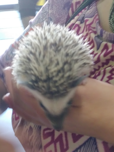 Pet Store «Parker Exotic Pets», reviews and photos, 17880 Cottonwood Dr, Parker, CO 80134, USA