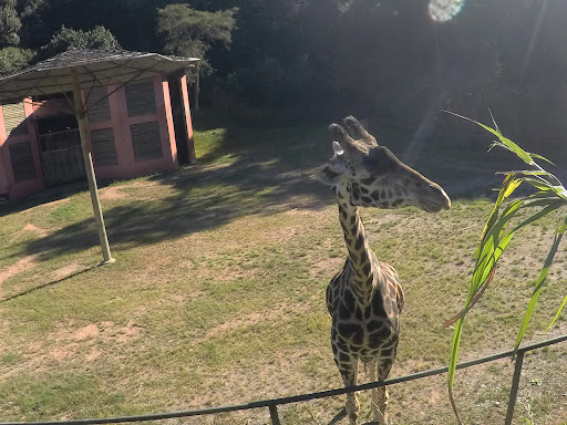recinto da Girafa