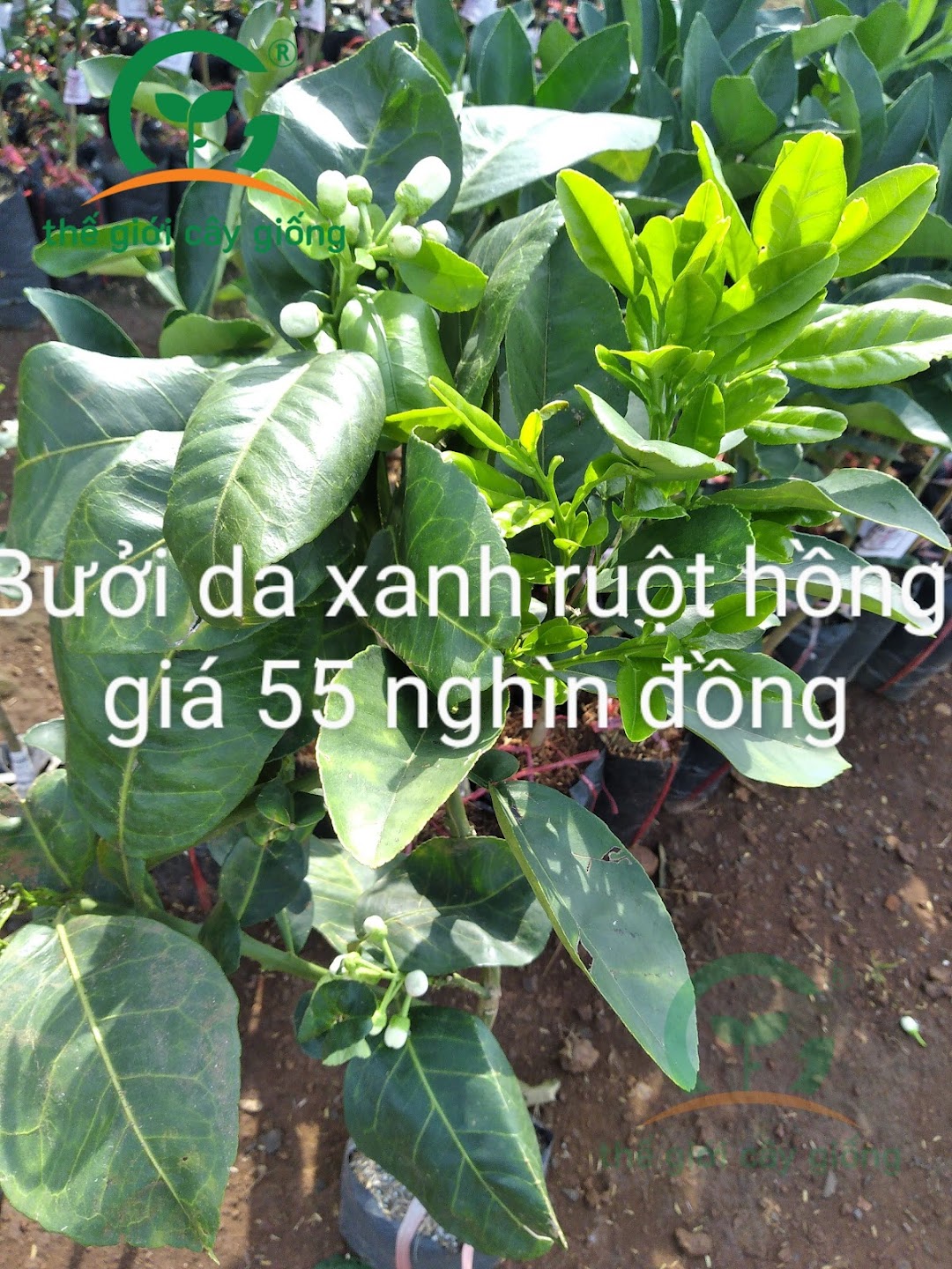 Thế Giới Cây Giống